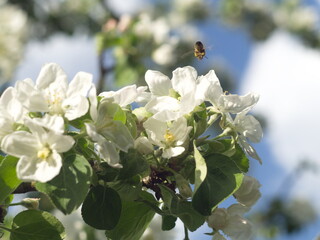 Kwiaty jabłoni zapylane przez pszczoły - obrazy, fototapety, plakaty