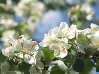 Kwiaty jabłoni zapylane przez pszczoły - obrazy, fototapety, plakaty