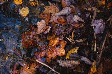 Muddy Leaves
