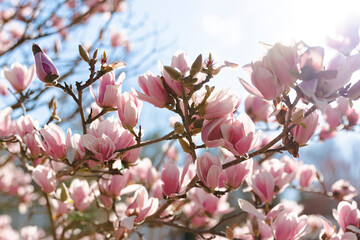 Obraz premium Japanese Magnolia