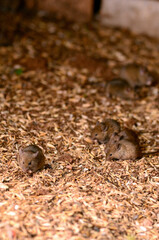 Mice invade an aviary during the Australian mouse plague of 2021. This image was taken in the town of Trundle, NSW