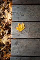 Autumn natural composition, fall season, still-life concept. Yellow dry maple leaf on brown wooden rustic table or boards above top view. Flat lay.