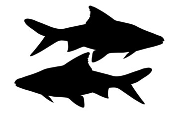 Sumatran Barbell, Puntigrus Tetrazona, Tropical Aquarium Fish, Freshwater Aquarium, Detailed Realistic Silhouette