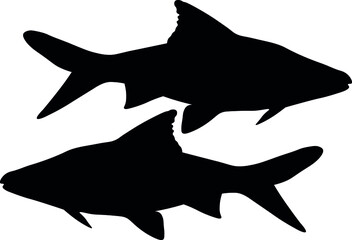 Sumatran Barbell, Puntigrus Tetrazona, Tropical Aquarium Fish, Freshwater Aquarium, Detailed Realistic Silhouette