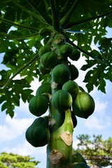 沖縄県宮古島　パパイヤの実