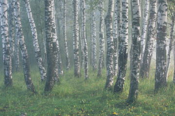 Birch grove in the fog