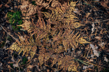autumn leaves on the ground