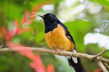 White-rumped Shama or Shama Thrush