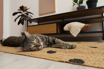Cute tabby cat lying on floor indoors
