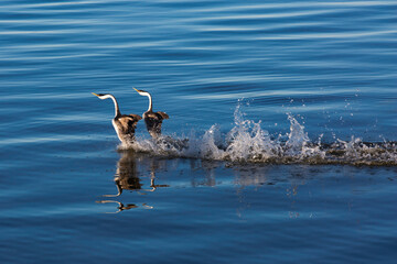 Pair of grebes in a mating display on Clear Lake in California