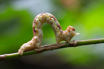 Caterpillar Crawling across a Branch