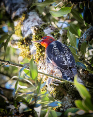 Woodpecker On Tree From Below