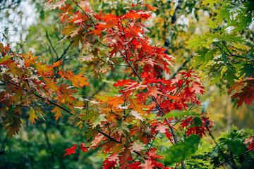 red autumn leaves