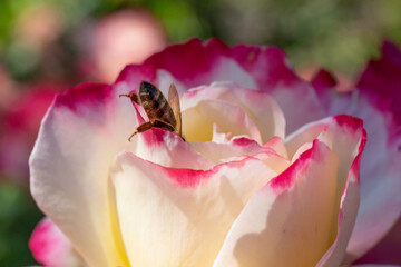 A honeybee stretches into the center of a pink and white rose with its hind feet sticking up