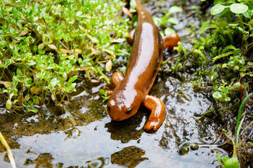 Cute newt crawling across wet ground on a rainy day toward the Umpqua River in Oregon