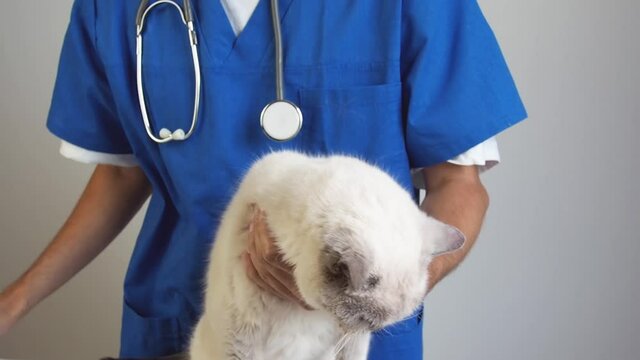 Veterinarian flushes the nose with a syringe with saline. Treatment of nose infection snuffle and rheum domestic cat in a veterinary clinic.