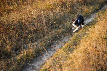 Border Collie goes on the autumn dry field