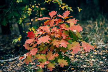 autumn leaves background