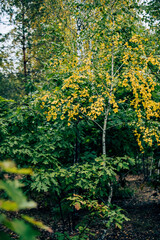 forest in autumn