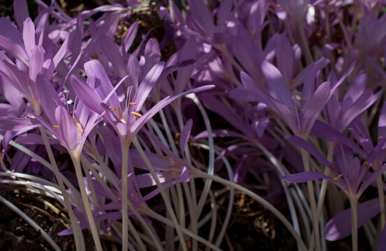 blooming colchicum autumnale flowers - Autumn flower under early morning soft sunlight