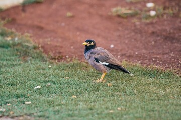Mynah bird on the grass