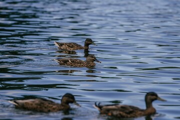 Ducks swimming in the pond
