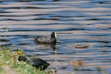 American coot or 'alae kea