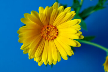 yellow flower on blue background