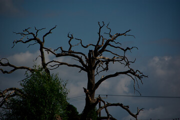 dry tree, dead tree under the blue sky
