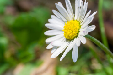 white daisy flower