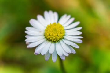 Obraz na płótnie Canvas daisy flower closeup