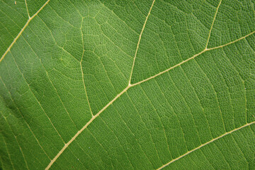 Fresh teak leaf texture background