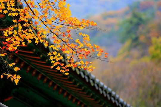 가을 단풍 Stock Photo | Adobe Stock