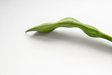 Bean pod close-up. Curved shape, with seeds inside. Space for text. Application: biology, for garden and vegetable garden, food, cuisine, vegetarianism.