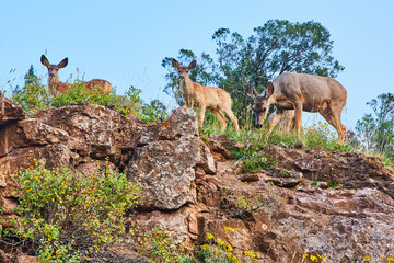 Close shot of group of deer looking down from top of cliffs