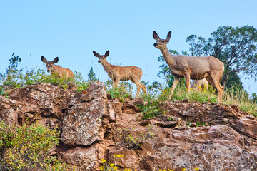 Group of deer at top of cliffs in the desert