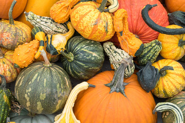 A mix of gourds, pumpkins and squash in a fall display at a market.