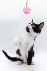 Small black and white cat playing with a pink ball on white background. Small pets. Domestic felines