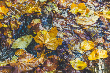 Bright autumn background. Maple leaf in puddle. Soft natural wallpaper. Wet orange leaves in the rain