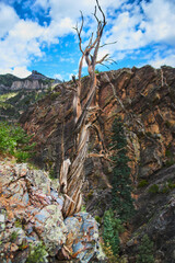 Fototapeta na wymiar Lone twisted bark tree on cliffs with background of canyon and mountains