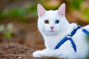 White cat with a blue collar walking in the woods