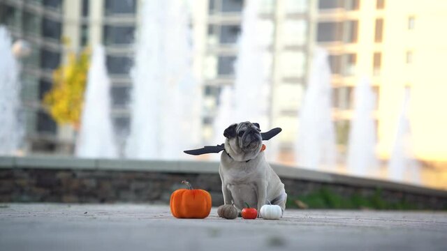 PUG DOG SITTING WITH PUMPKINS NEARBY FOUNTAIN WEARING VAMPIRE HALLOWEEN COSTUME