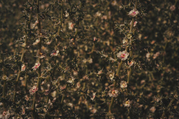 Tiny Floweres