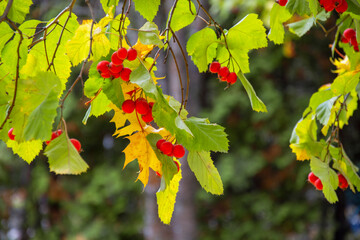 Yellow leaves and red berries on a blurred background. Autumn landscape. Bright picturesque autumn.