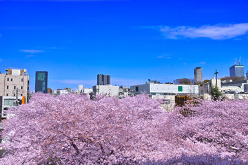 Plakat 日本の春の風景。満開の目黒川の桜と東京の町並み 