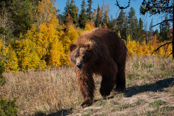 Grizzly bear brown bear walking through meadow with fall colors
