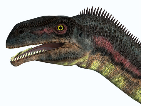 Plateosaurus Dinosaur Head - Plateosaurus was a herbivorous prosauropod dinosaur that lived in Europe during the Triassic Period.