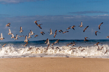seagulls on the beach
