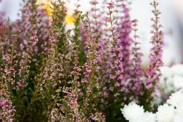 Delicate heather close-up. Soft floral background. Field of pink heather. Winter view