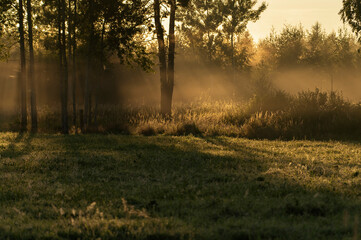 Fototapeta na wymiar Misty, colourful sunrise morning in the forest during autumn